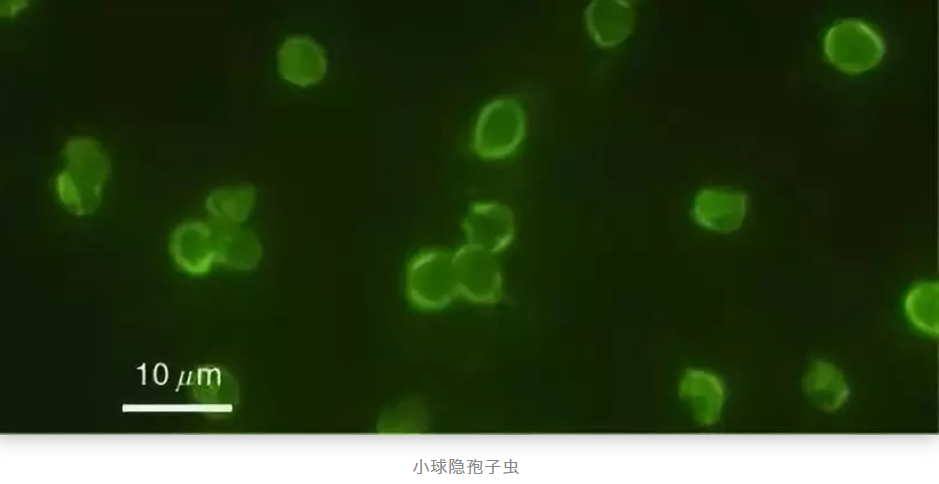 泳池消毒——小球隱孢子蟲