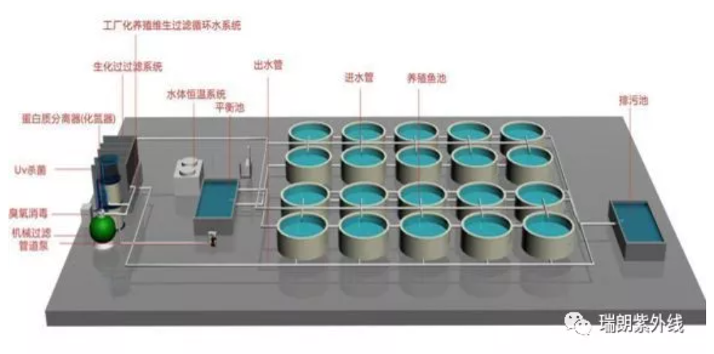 RAS 養(yǎng)殖流程