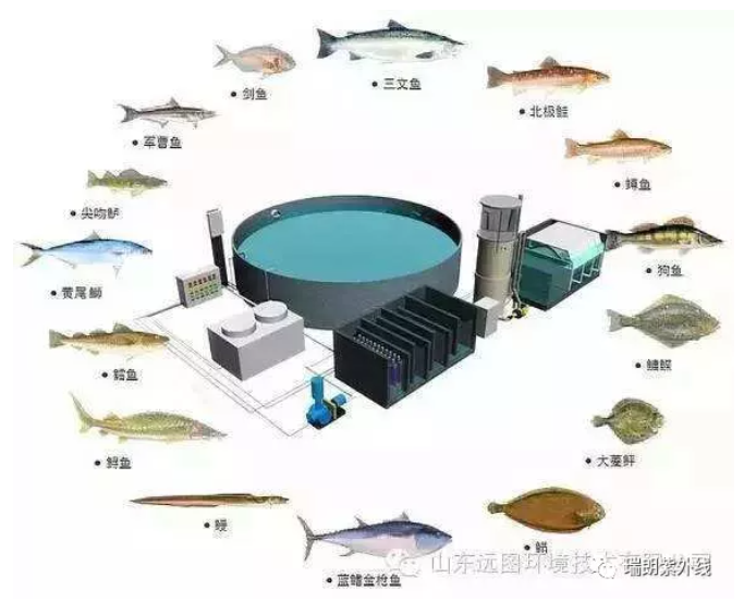 RAS 養(yǎng)殖